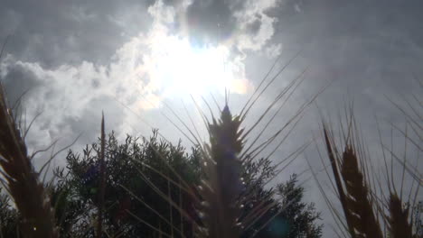 campo de trigo bajo un cielo nublado