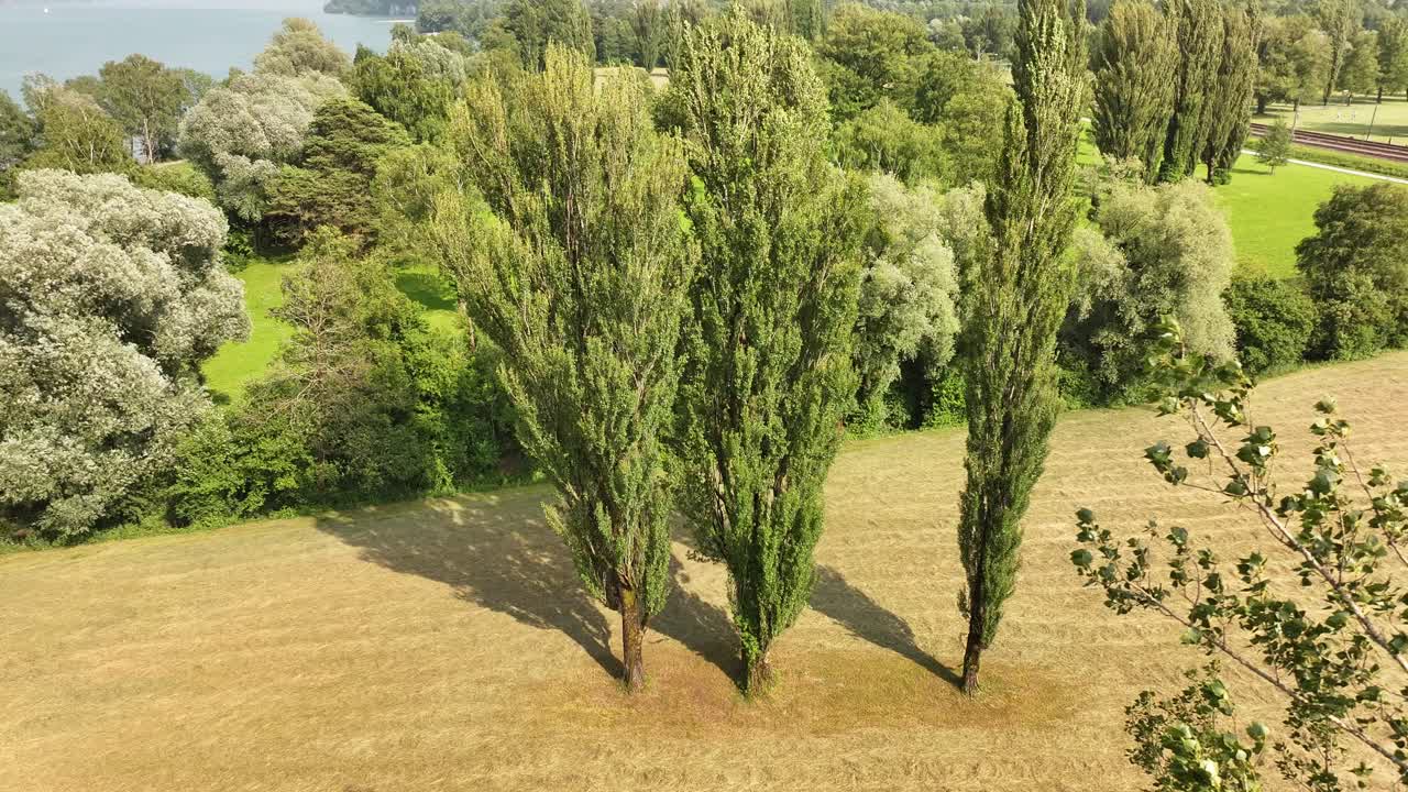 Three tall poplar trees standing on a golden field near Walensee lake in Switzerland