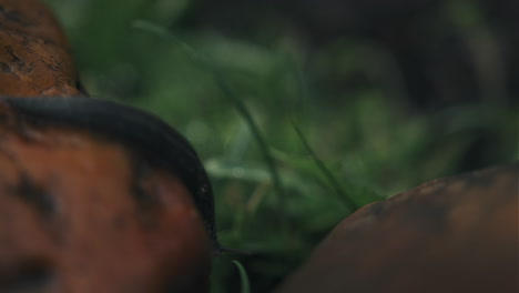 brown slug crawls on the ground after rain