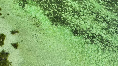 Bahamas-Aerial-Shot-of-Coral,-Mangroves,-and-Fish-School-in-crystal-clear-flats