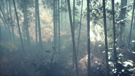 Bambú-Verde-En-La-Niebla-Con-Tallos-Y-Hojas