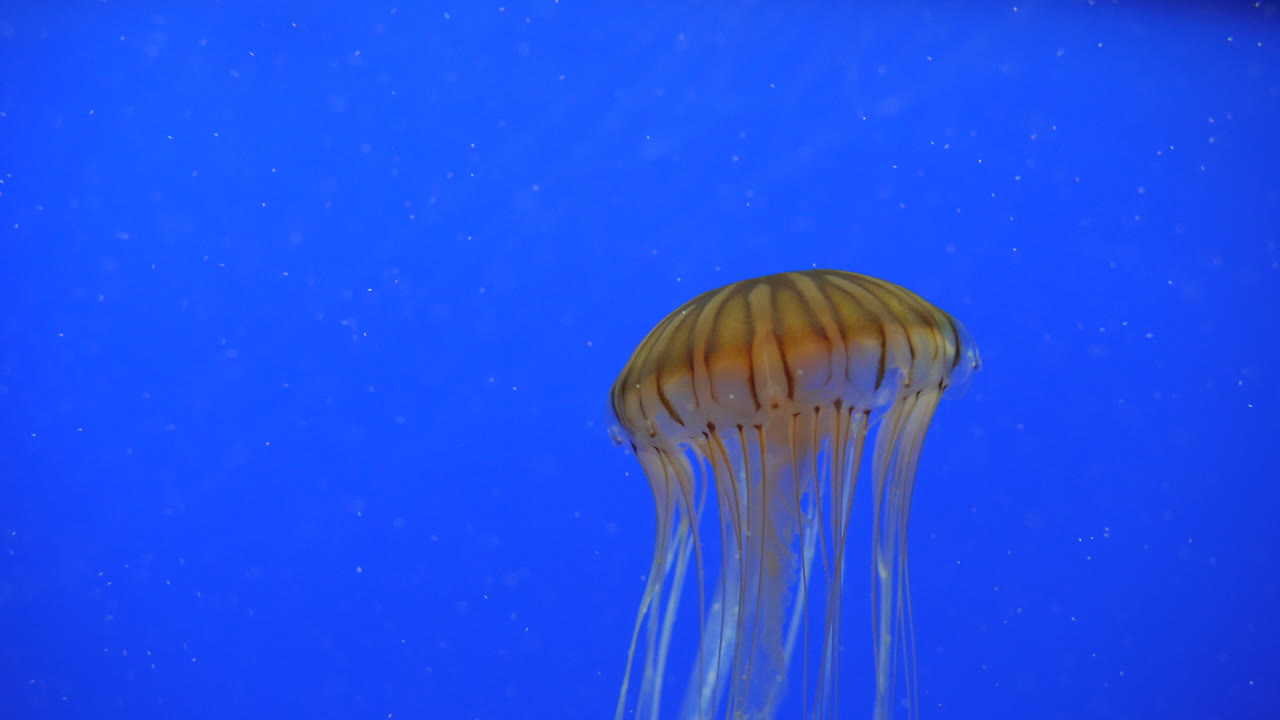 medusas con puntas marrones en cámara lenta con fondo azul y tentáculos largos.