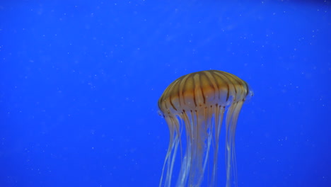 Jellyfish-with-brown-stipes-slow-motion-blue-background-long-tentacles.