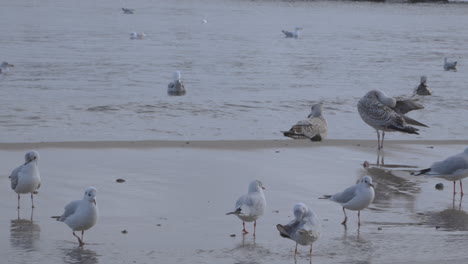 bandada de gaviotas, cuervo encapuchado y gaviota argéntea americana forrajeando en la costa de la playa redlowo en gdynia, polonia
