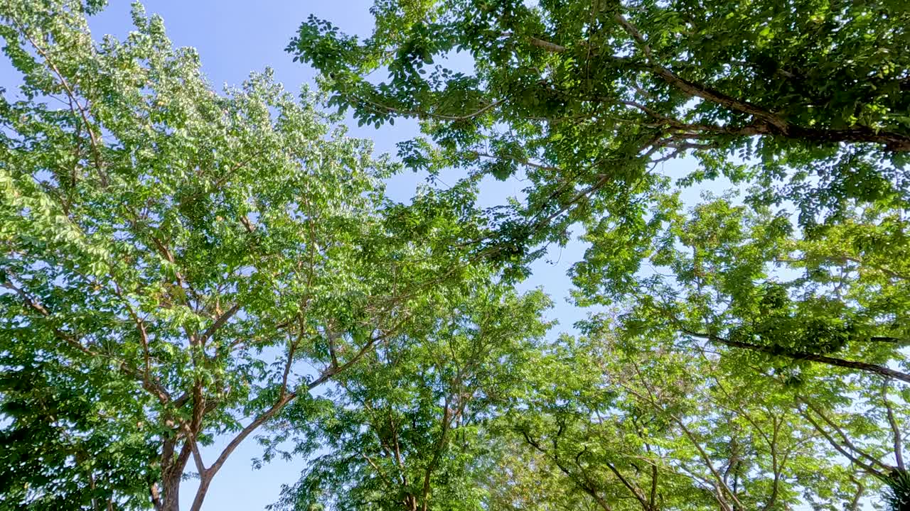 Lush green trees under a clear blue sky