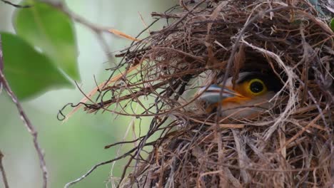 Der-Silberbrust-breitschnabel-Ist-Ein-Berühmter-Vogel-In-Thailand,-Sowohl-Lokal-Als-Auch-International