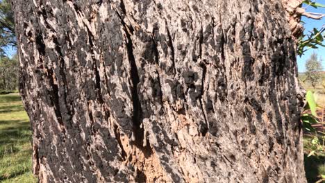 close-up of tree bark and foliage