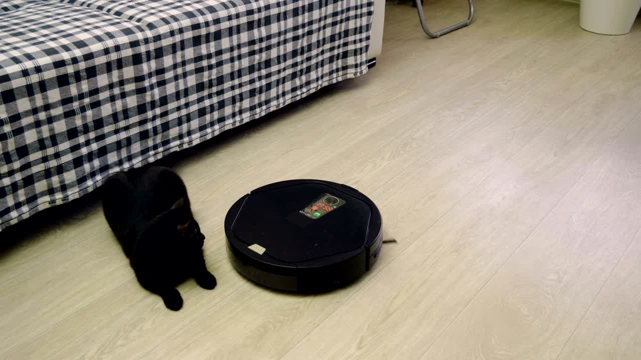 Black cat playing with robotic vacuum cleaner which is cleaning floor. 4K