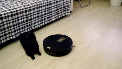 black cat playing with robotic vacuum cleaner which is cleaning floor. 4k