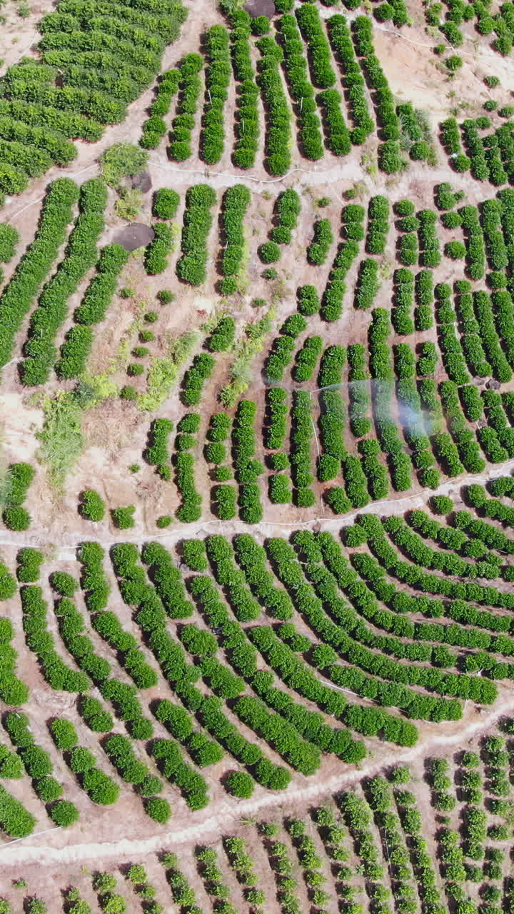 Coffee Plantation Aerial View