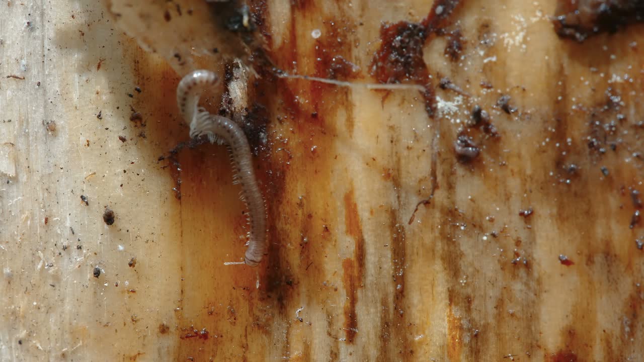 A small millipedes crawling on the wood in Estonia