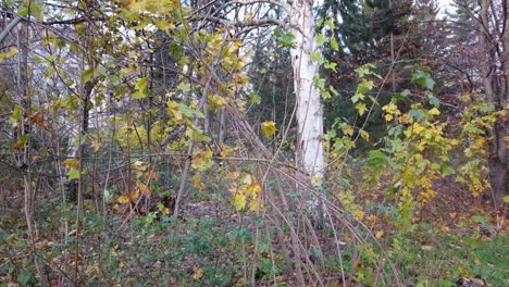 Small and slow pan to the right in a Park in Berlin Germany Nature dead leaves trees colors of Autumn HD 30 FPS 6 secs