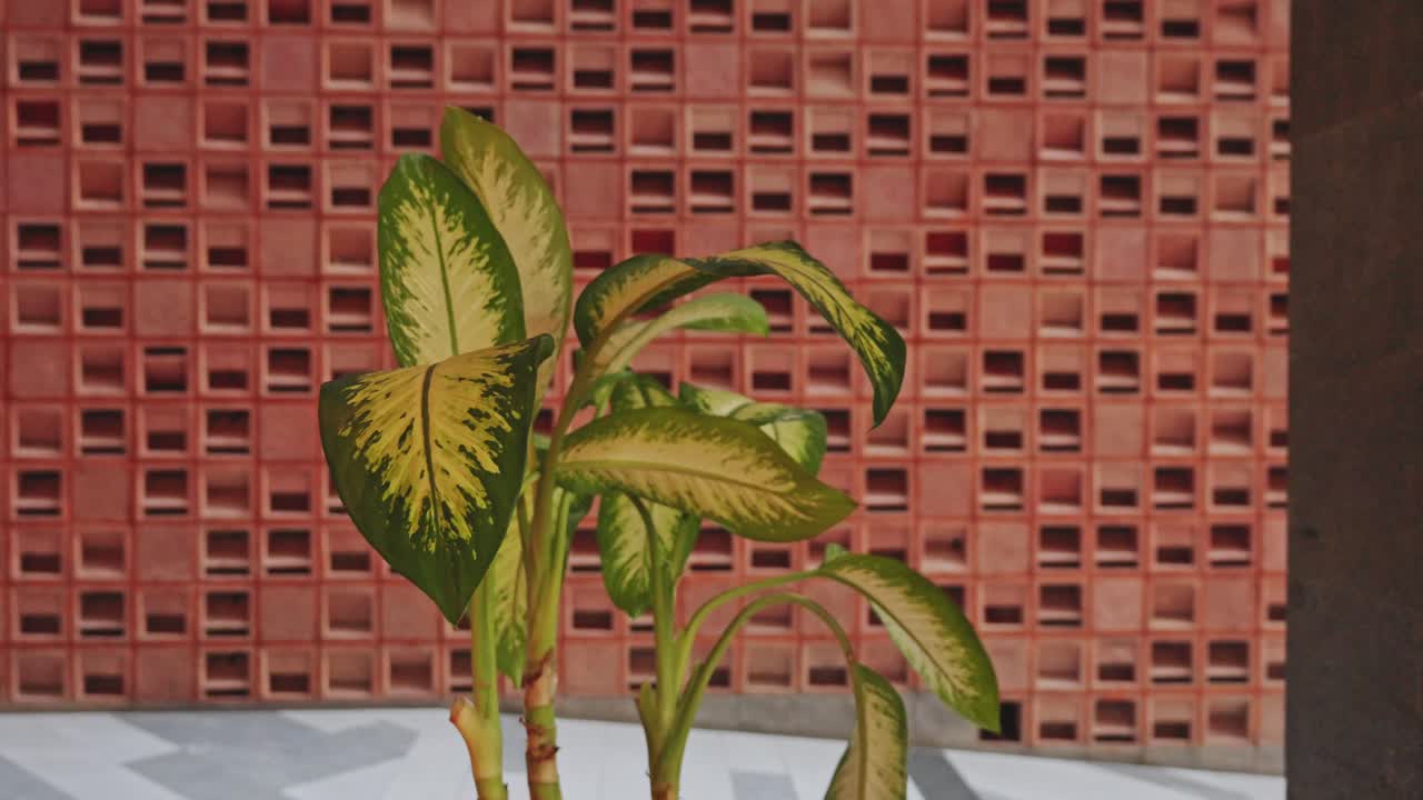 planta pequeña con fondo de ladrillo