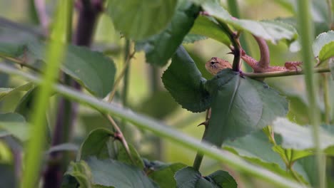 Medium-Shot-of-Lizard-Resting-in-a-Bush