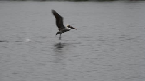 Brown-pelican-on-the-water-then-taking-off-for-flight-in-slow-motion