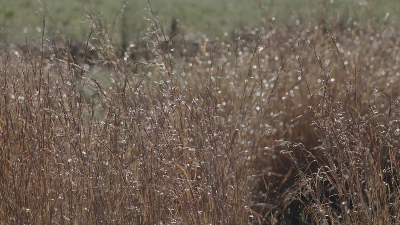 Camera slowly pans over sunlit dry grass, highlighting natural textures and soft outdoor lighting