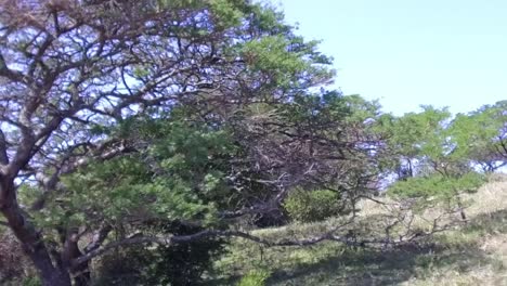 panning from left to right over an acacia tree