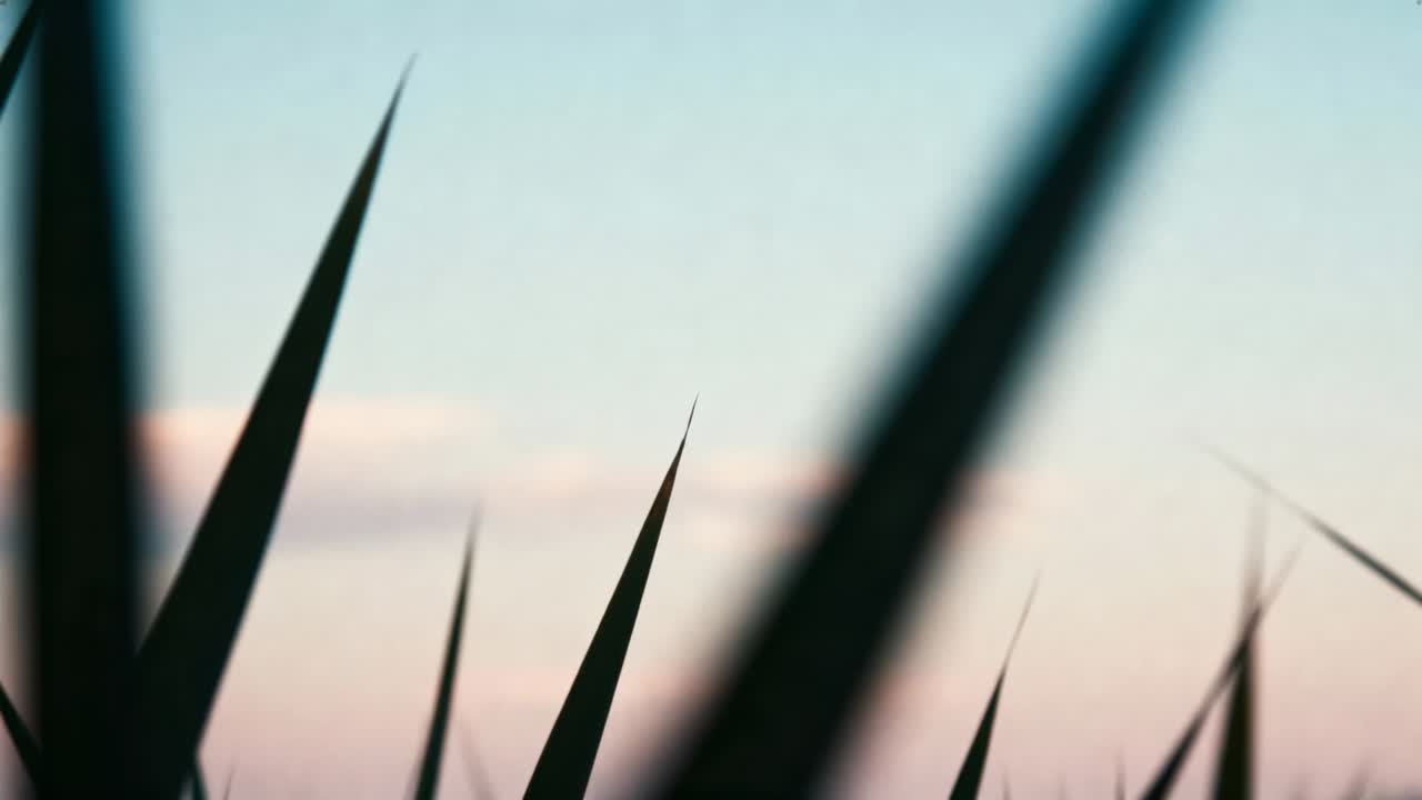 Swaying narrow grass blades shifting in field at dawn with cloud bank, breeze moving diagonal leaf