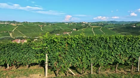 lush vineyard landscape under a clear blue sky