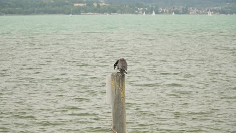 Kormoranvogel,-Dunkel-Und-Schlank,-Steht-Auf-Einem-Verwitterten,-Isolierten-Pfahl