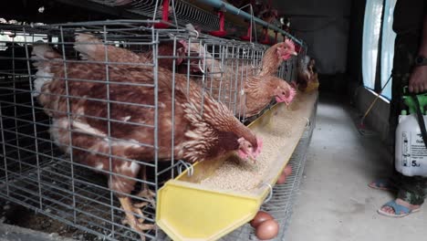 hens being injected vaccine in their cage while they are eating food