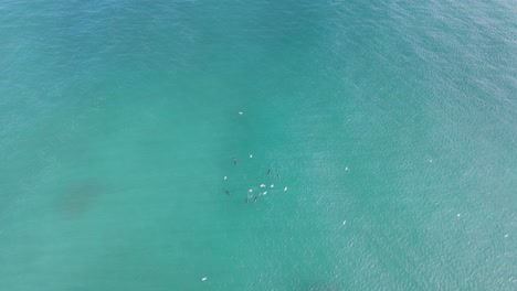 A-pod-of-Dolphins-and-Seabirds-feeding-on-a-school-of-fish-amongst-the-blue-ocean-water