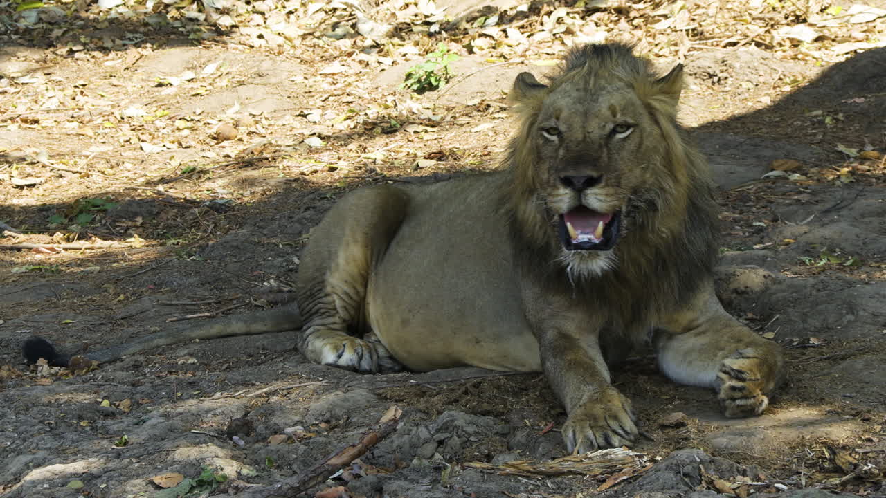 león macho sentado en la sombra durante un día caluroso en la sabana africana
