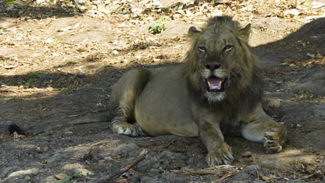 Männlicher-Löwe-Sitzt-An-Einem-Heißen-Tag-In-Der-Afrikanischen-Savanne-Im-Schatten