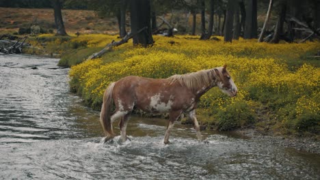 Caballo-Salvaje-Marrón-Con-Manchas-Blancas-Cruzando-El-Río-En-Primavera