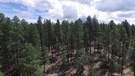 Drone-aerial-footage-of-the-pine-forest-of-the-Prescott-National-Forrest,-Prescott,-Arizona