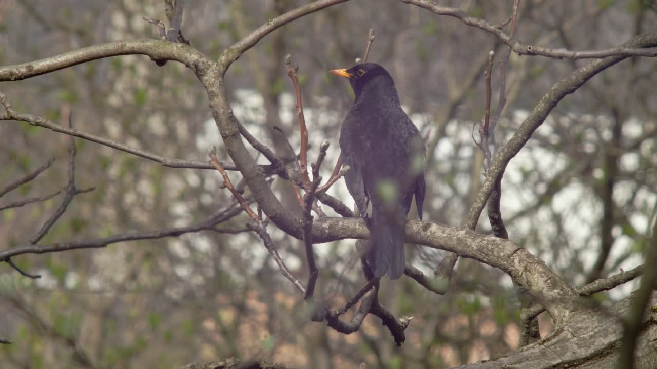 plano medio de 1 mirlo sentado en la rama de un árbol - un pequeño reflejo del sol en su ojo - mirando alrededor un poco agitado y luego volando