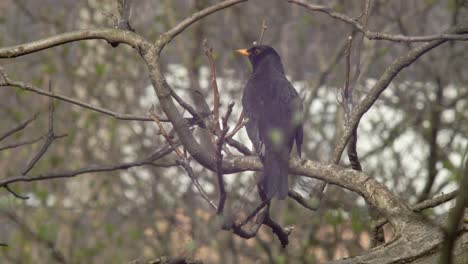 Mittlere-Aufnahme-Von-1-Amsel,-Die-Auf-Einem-Baumzweig-Sitzt---Eine-Kleine-Reflexion-Der-Sonne-In-Ihren-Augen--,-Die-Sich-Ein-Wenig-Hektisch-Umschaut-Und-Dann-Davonfliegt