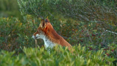 red fox hiding between green bushes, looking around, golden hour, static