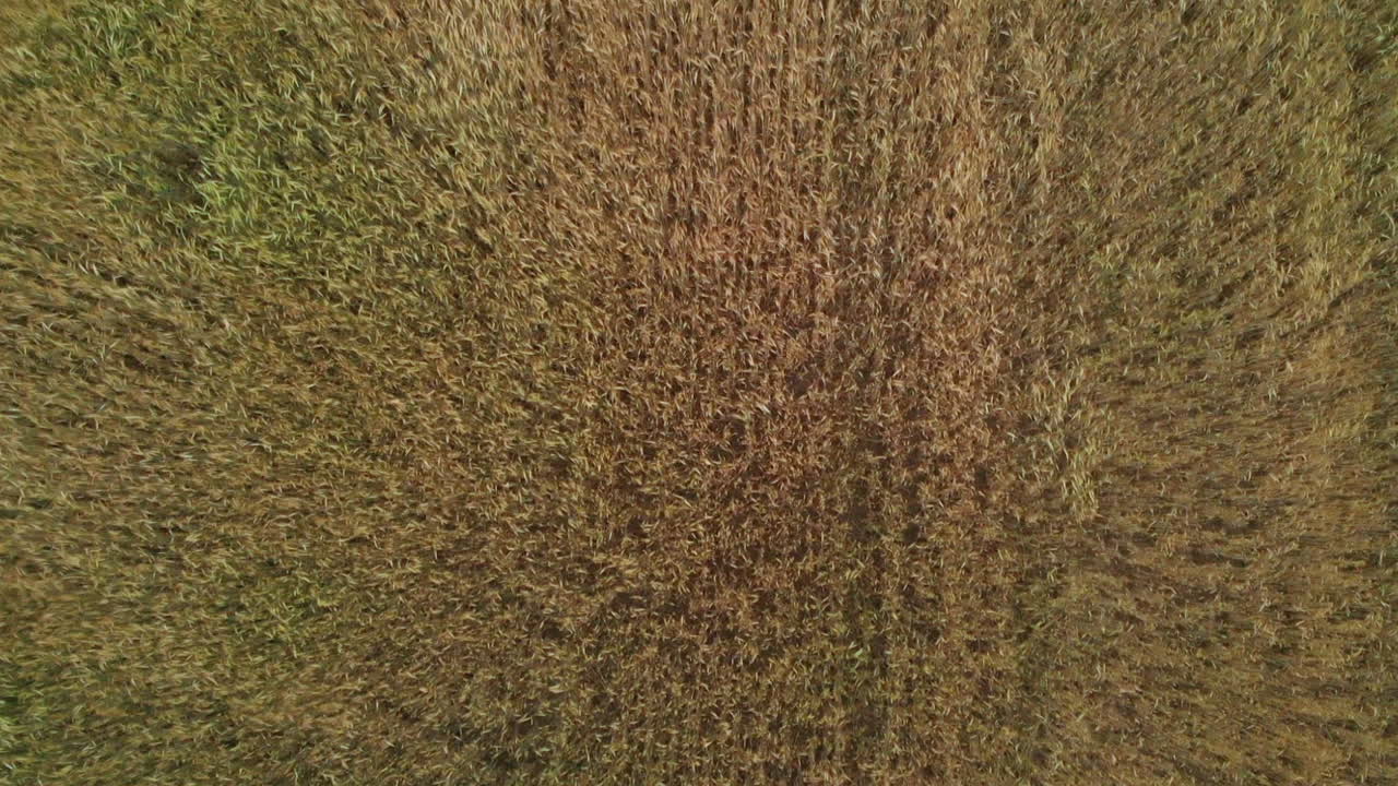 disparo aéreo de campo de grano en el viento