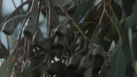 close up of gumnuts and leaves on an australian eucalyptus tree