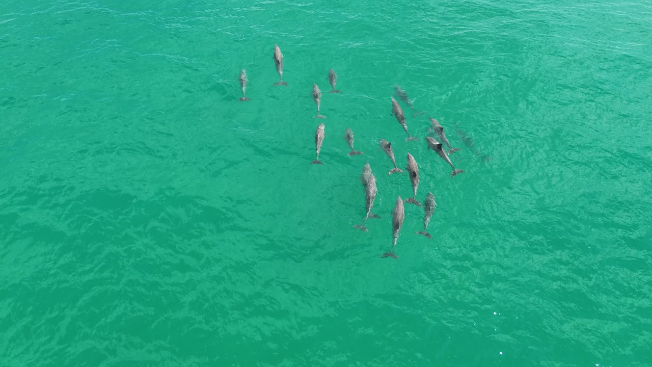 A stunning aerial view of dolphins emerging and playing in the water close to the drone at Noosa National Park, Queensland, showcasing their playful behavior.