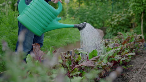 Slomo-of-person-watering-salad-plants-with-can-in-garden-box,-no-face