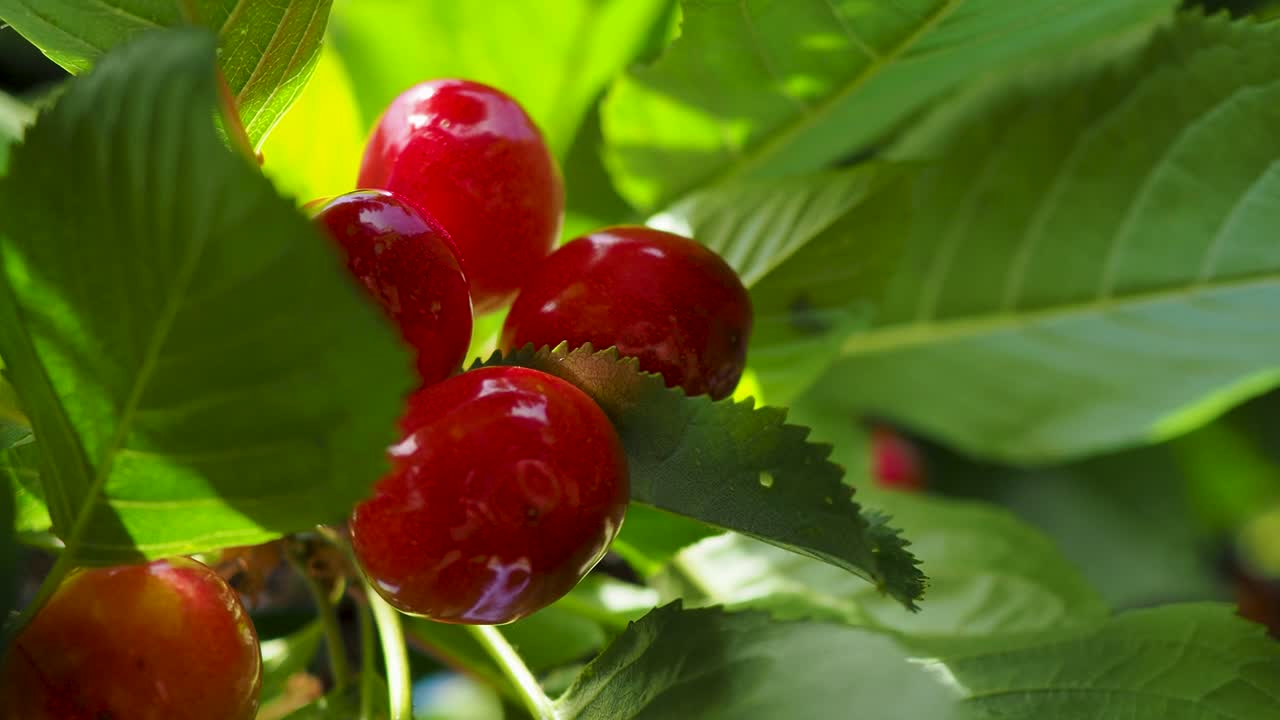Pemandangan jarak dekat pada cabang pohon ceri yang penuh dengan ceri merah