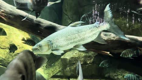 goliath tigerfish floating among a school of zebra tilapia close up