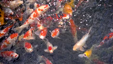 many japanese koi fish frantically begging for food inside pond