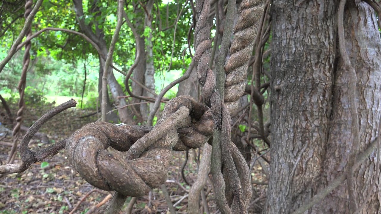 Thick Twisted Vines Wrapped Around a Tree Trunk in the Forest