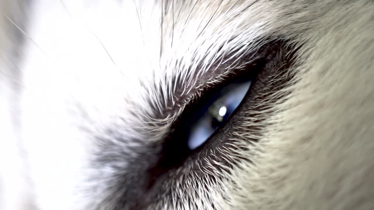 fotografía de cerca de un perro cansado y somnoliento