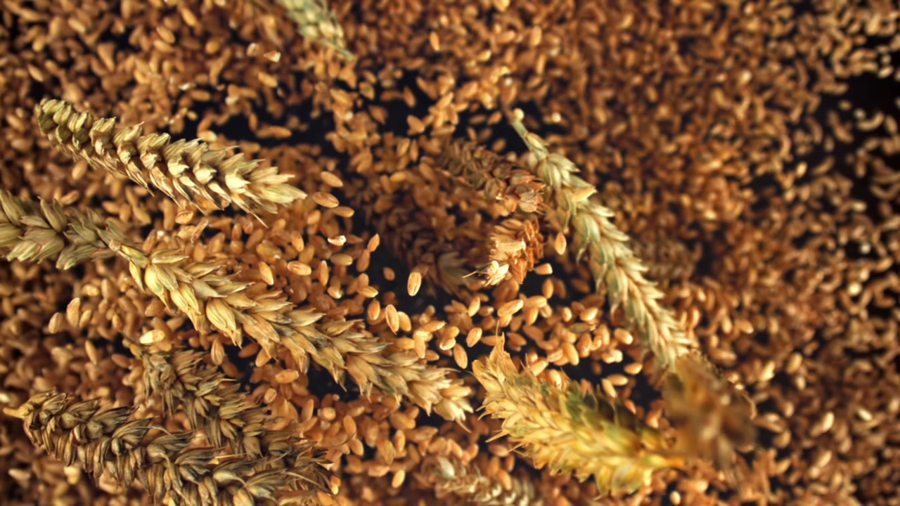 Goldene Weizenkörner fallen in Superzeitlupe auf Ähren