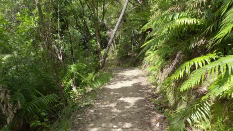 Downhill-walk-on-gravel-and-dirt-track-with-patterns-of-shadow-and-sunlight-in-summertime---Camp-Bay-Coastal-Track