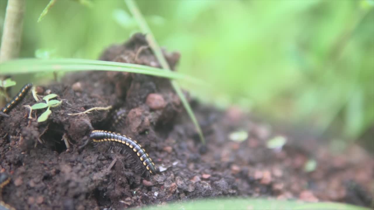 Macro Harpaphe Haydeniana, milípede com aroma de amêndoa.