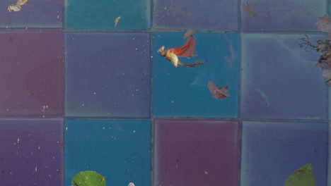 Dry-leaves-on-water-and-tiled-bottom-Volcano-fountain-in-Lisbon