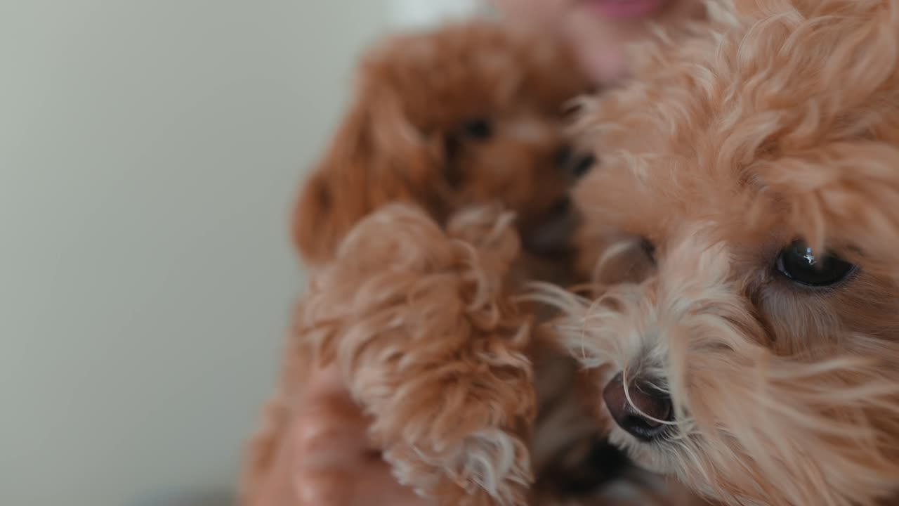Adorable Fluffy Puppies Cuddled in Owner's Arms