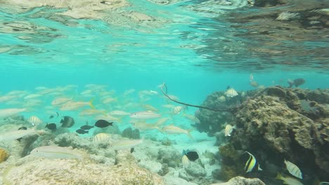 Peces-Nadando-Cerca-Del-Arrecife-De-Coral,-Agua-Muy-Limpia-En-Las-Maldivas