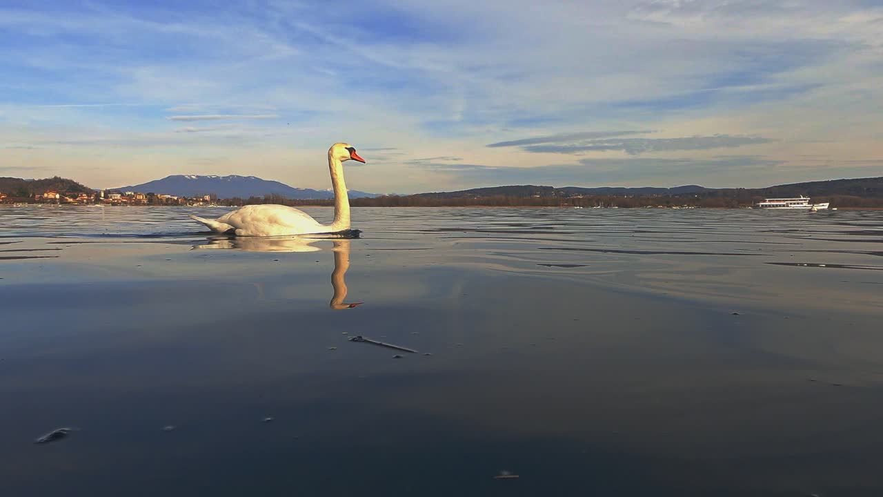 punto de vista de la superficie del agua en ángulo bajo de un cisne increíble nadando en el agua del lago maggiore con el castillo de angera en el fondo, italia