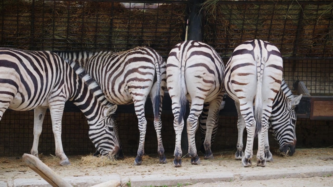 Diverse zebre in piedi vicine, che mostrano distintivi motivi a strisce bianche e nere.
